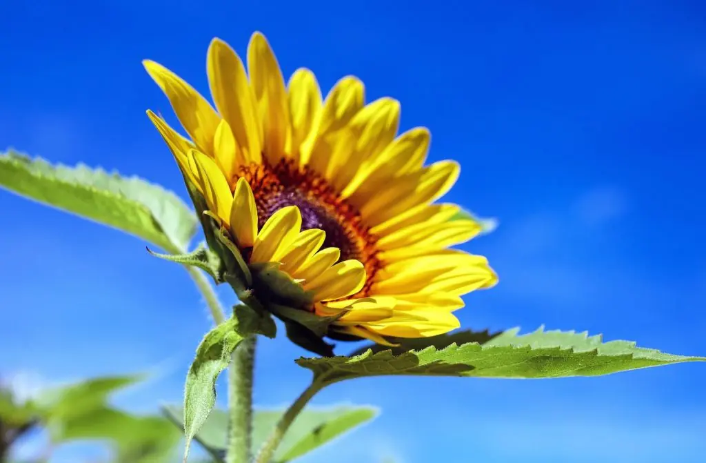 Summer 2021 Newsletter