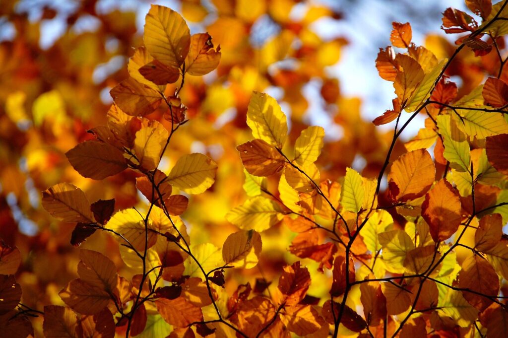 September 2026 Tax News